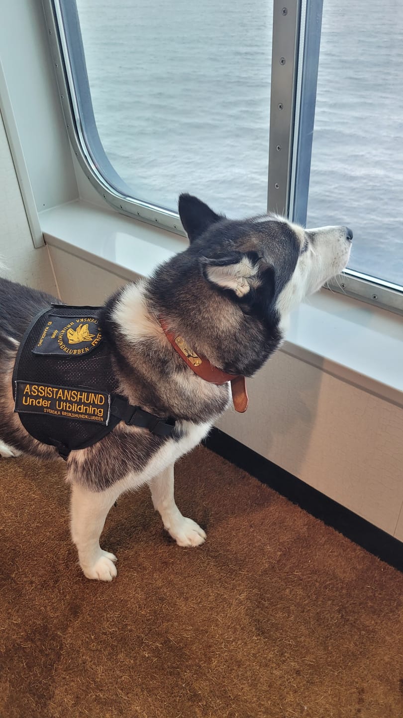 Leder Hundehalsband mit goldfarbener Marke, Gravur Name und Telefon