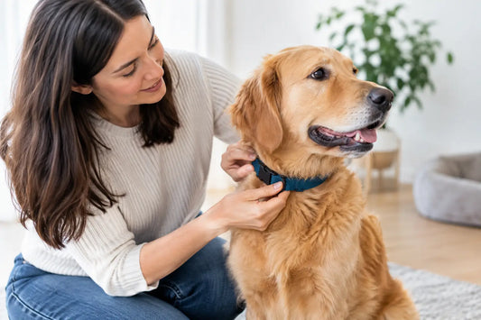 Hund an ein Halsband gewöhnen: So klappt es