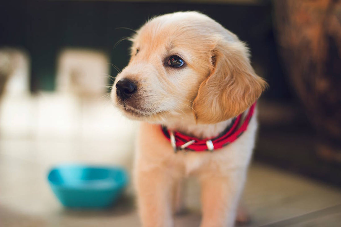 Hund markiert in der Wohnung: Ursachen, Probleme und Lösungen