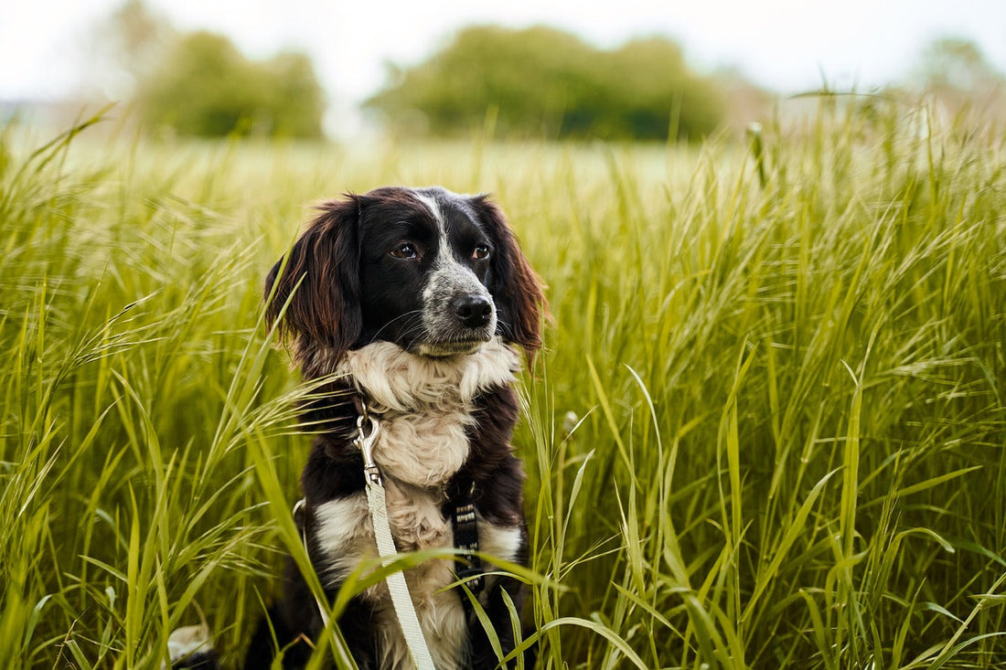 Kräuter für Hunde