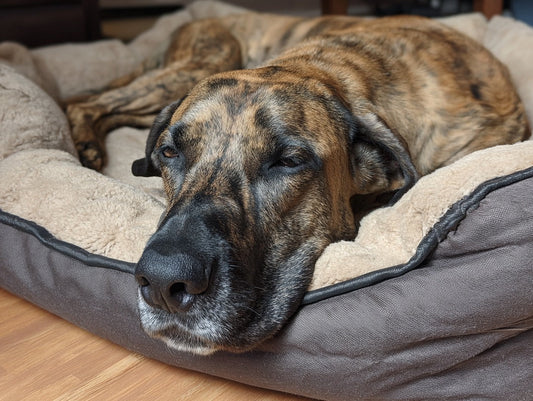 Orthopädisches Hundebett – So findest du das perfekte Bett für deinen Hund