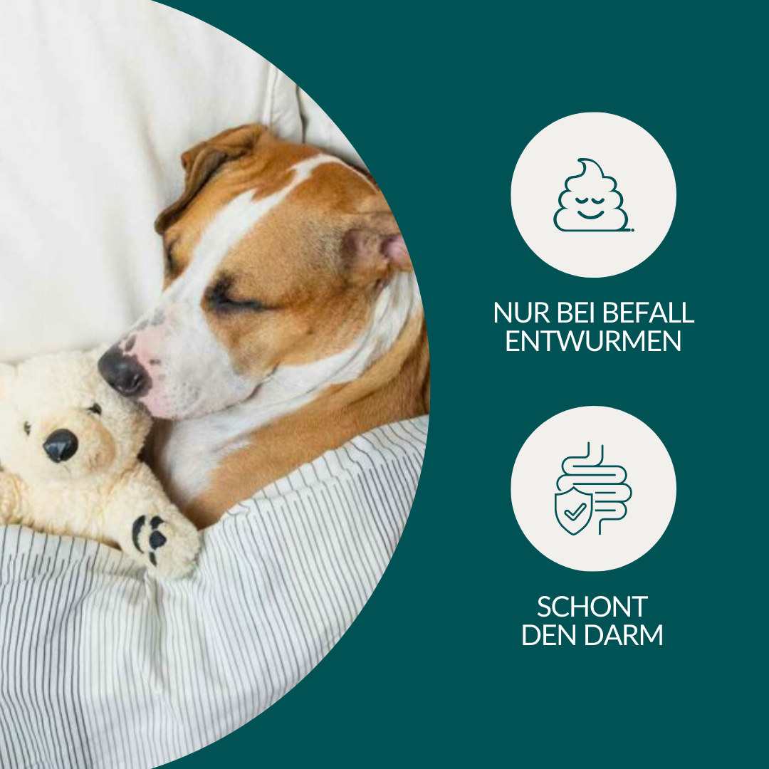 Wurmtest Basic Hund Sparpaket