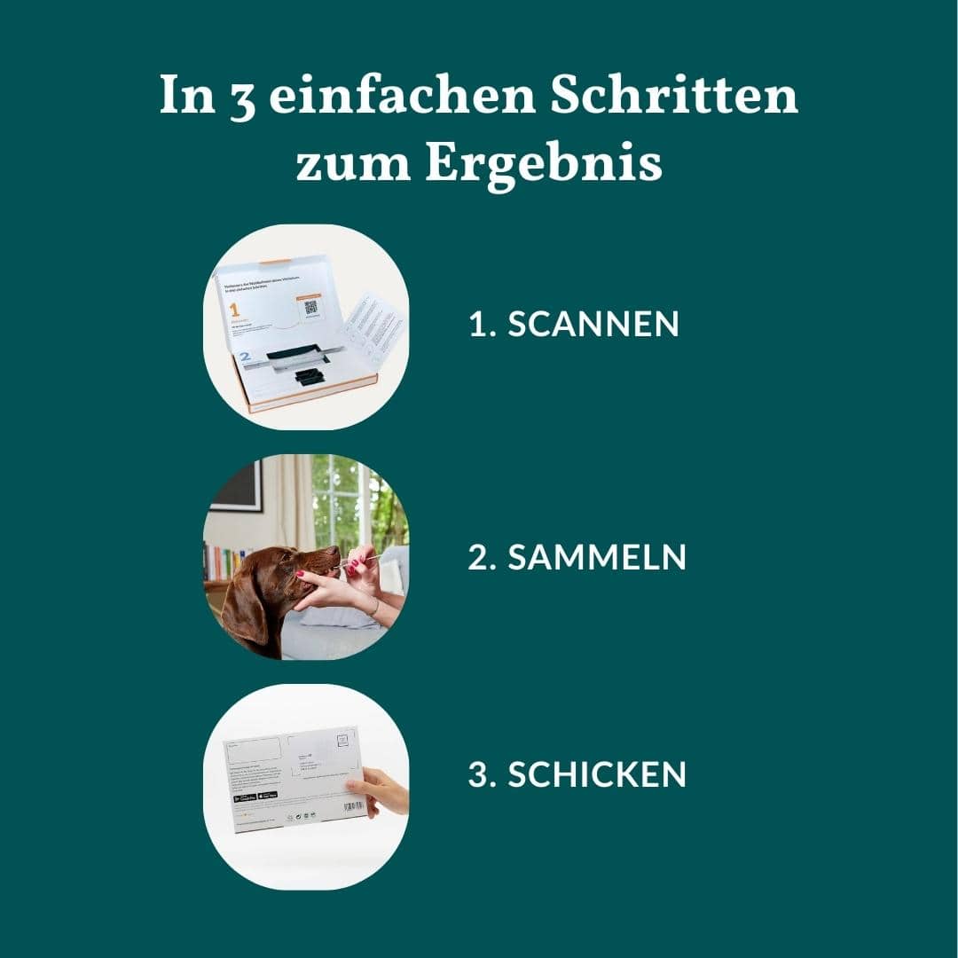 Allergietest Basic Hund