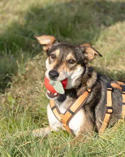 BUDDY. Hundespielzeug aus Wollfilz "Apfel"