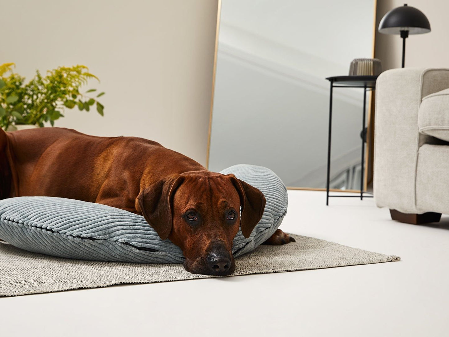 SCHMUSEHÖRNCHEN Cord