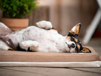 Hundeliegematte JOKKMOKK Alltid